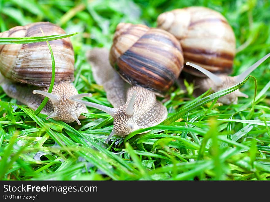 Snail on a green grass