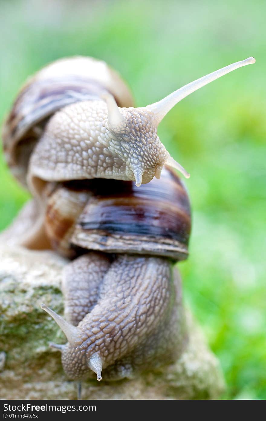 Snail on a green grass slowly creeping