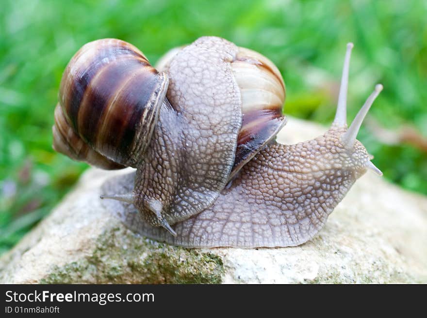 Snail on a green grass slowly creeping