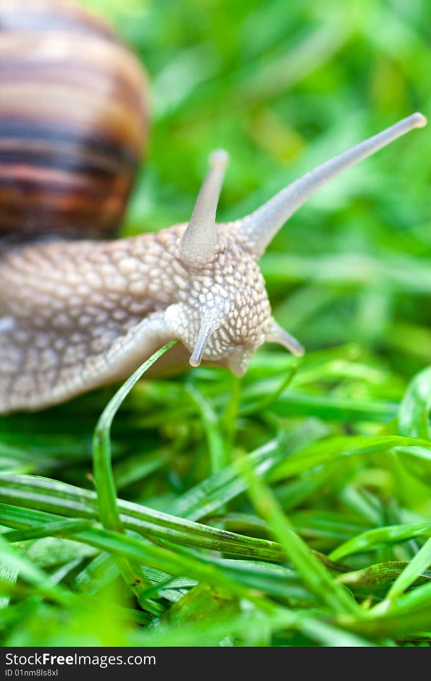 Snail on a green grass slowly creeping