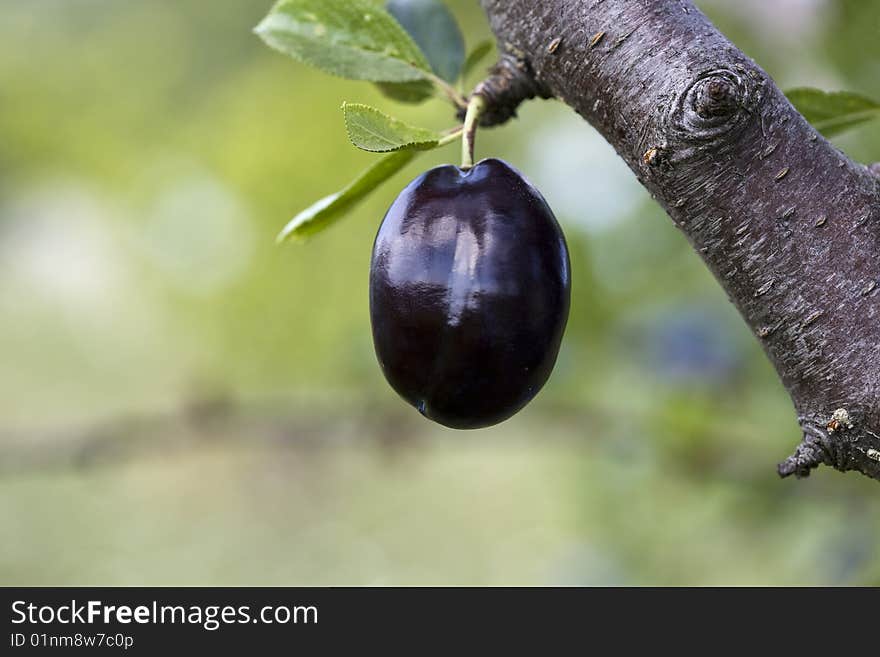 Macro of a plum and leaves on the plant