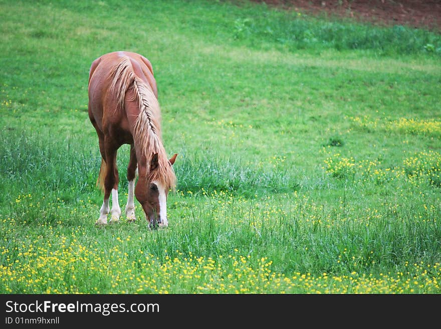 Horse grazing in a pasture with yellow flowers. Horse grazing in a pasture with yellow flowers.