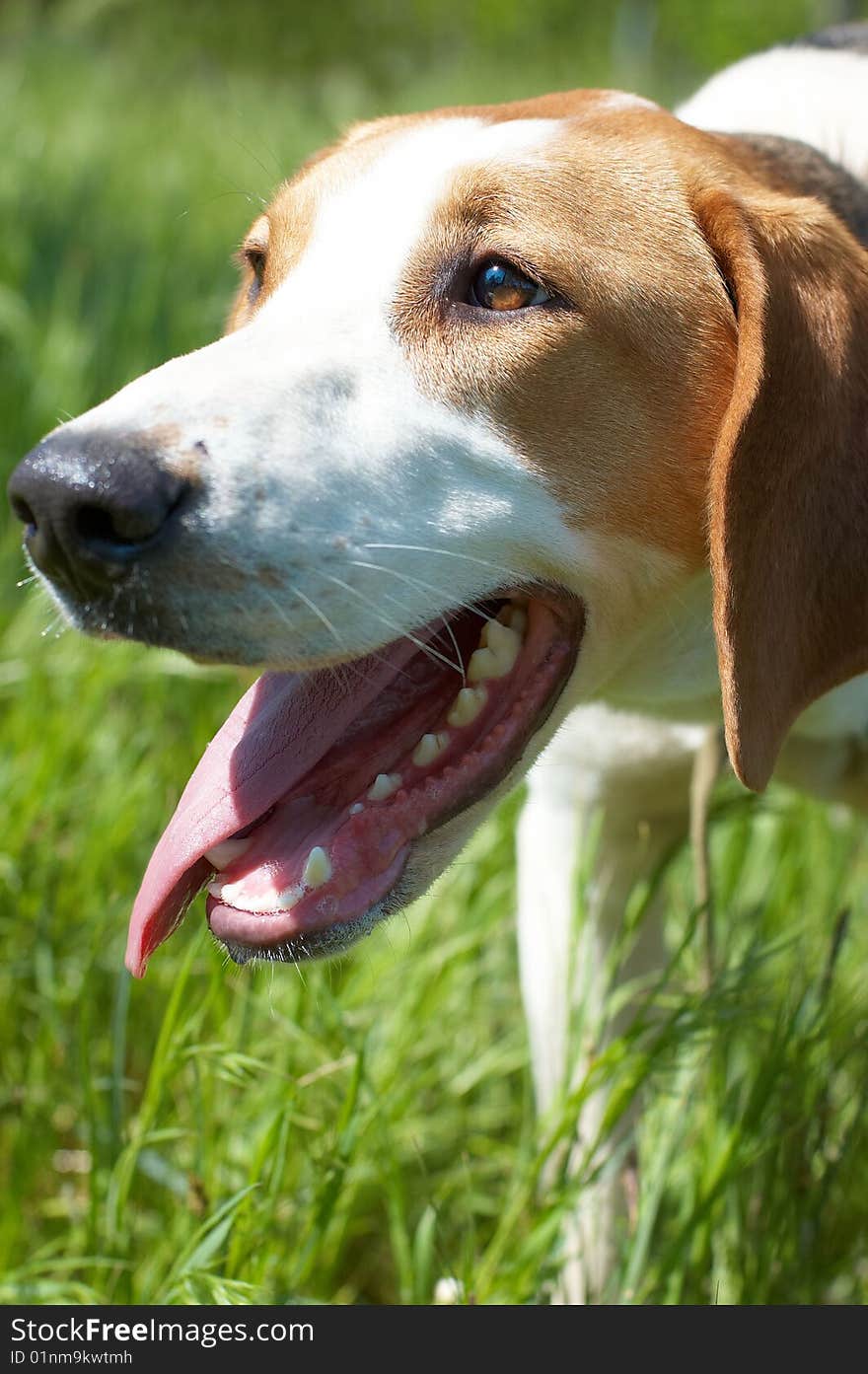 Russian piebald hound