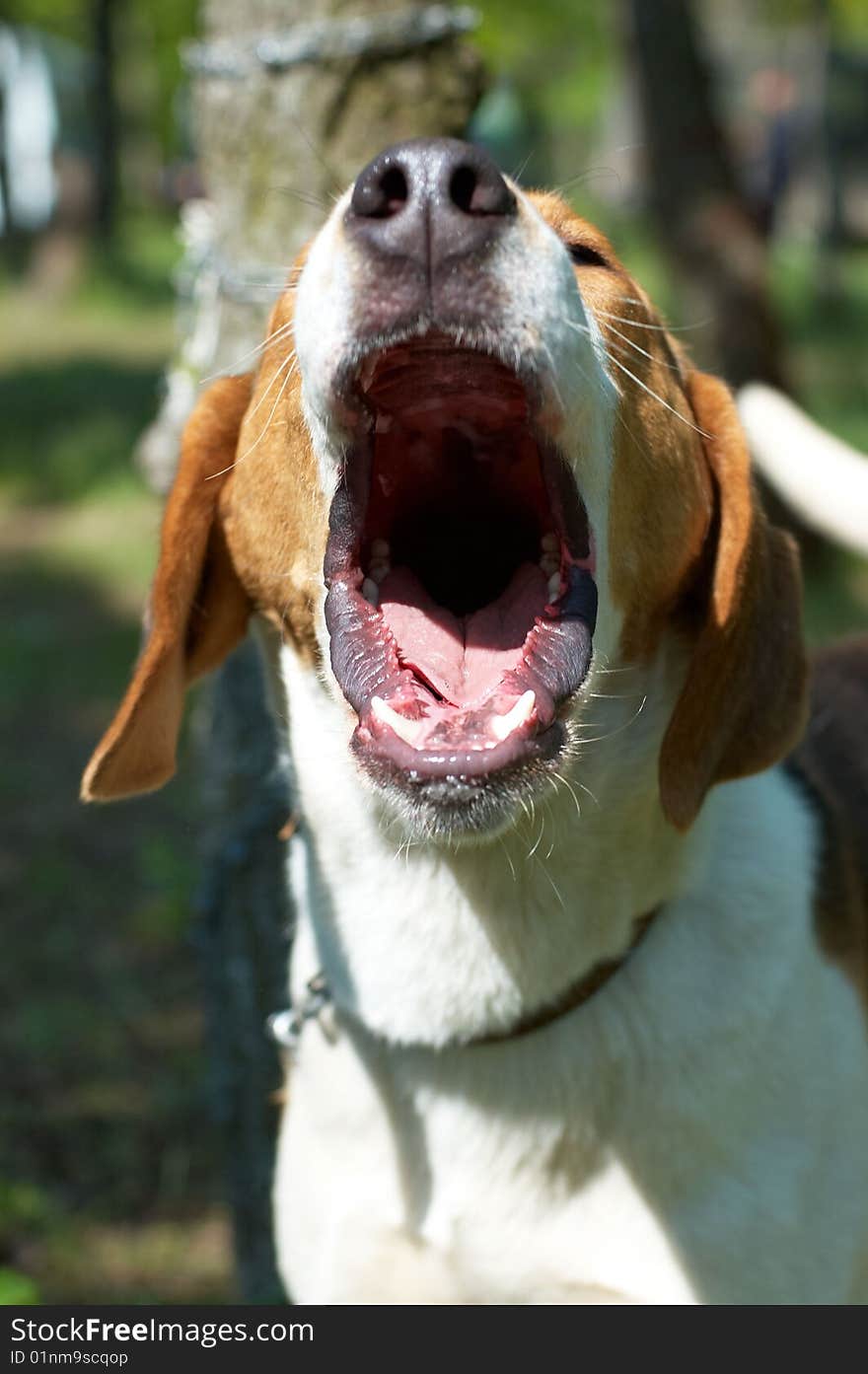 Bay of Russian piebald hound