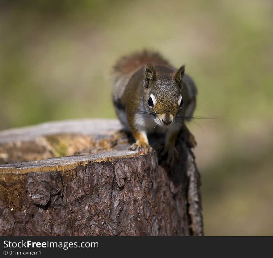 Cute squirrel on a tree looking at the camera. Cute squirrel on a tree looking at the camera