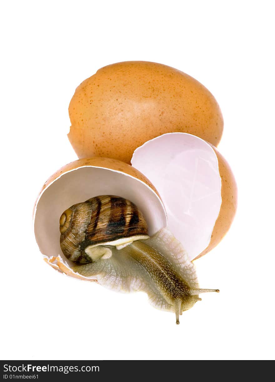 Egg and a snail