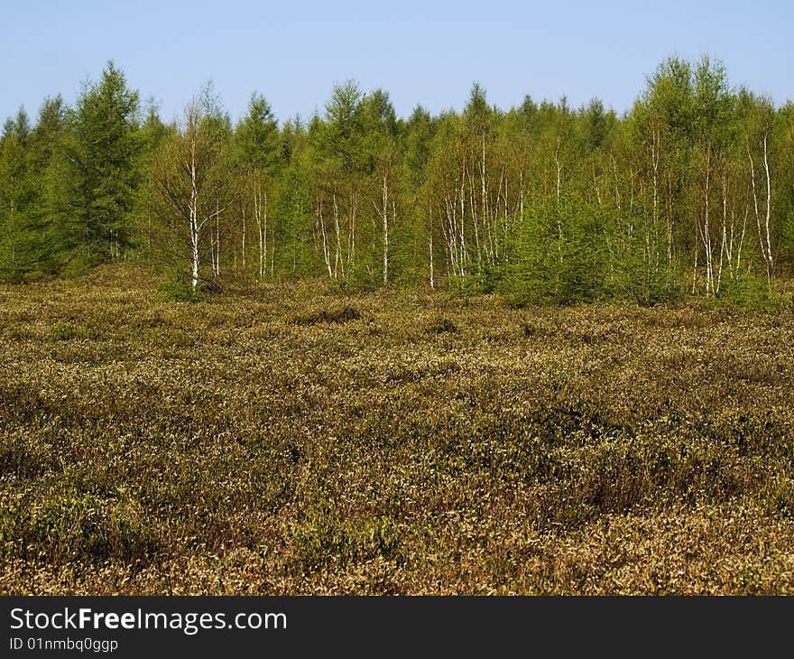 Beautiful plant in front of a forest with a blue sky. Beautiful plant in front of a forest with a blue sky