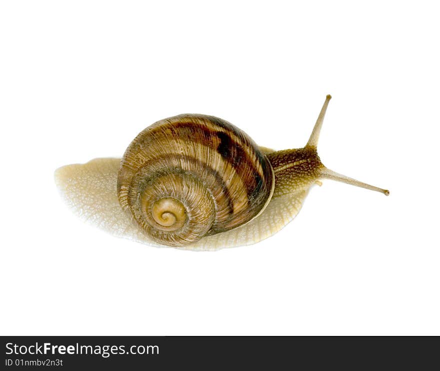 Snail