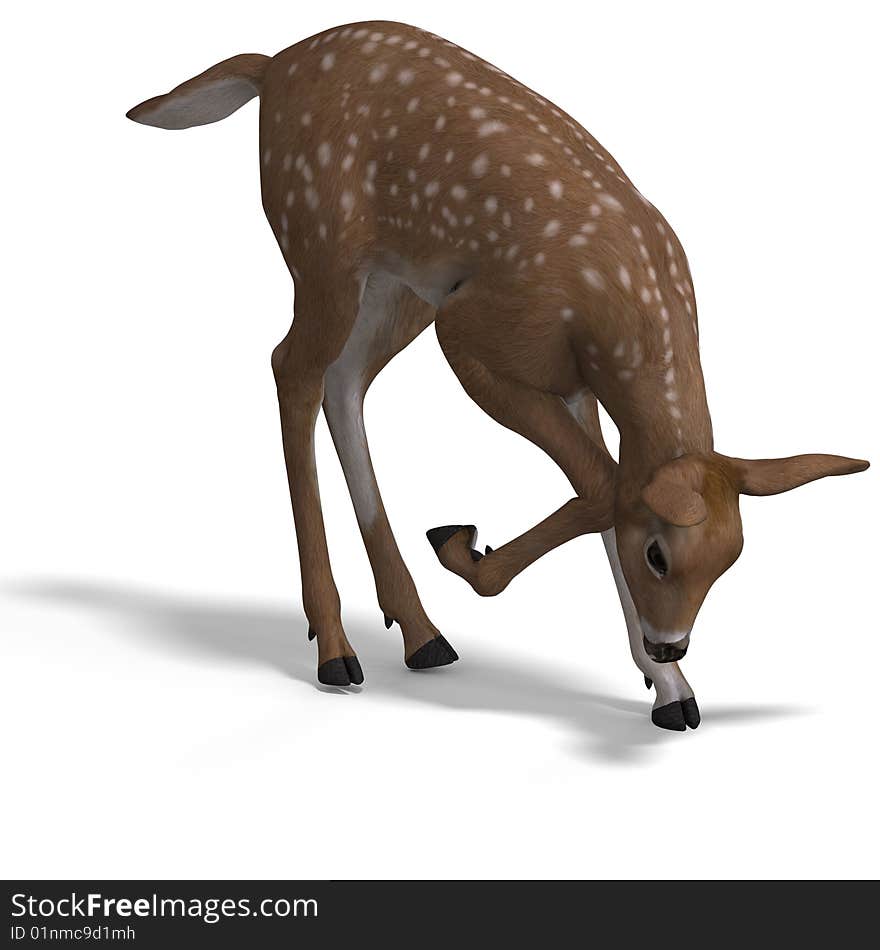 Young doe or fawn With Clipping Path and shadow