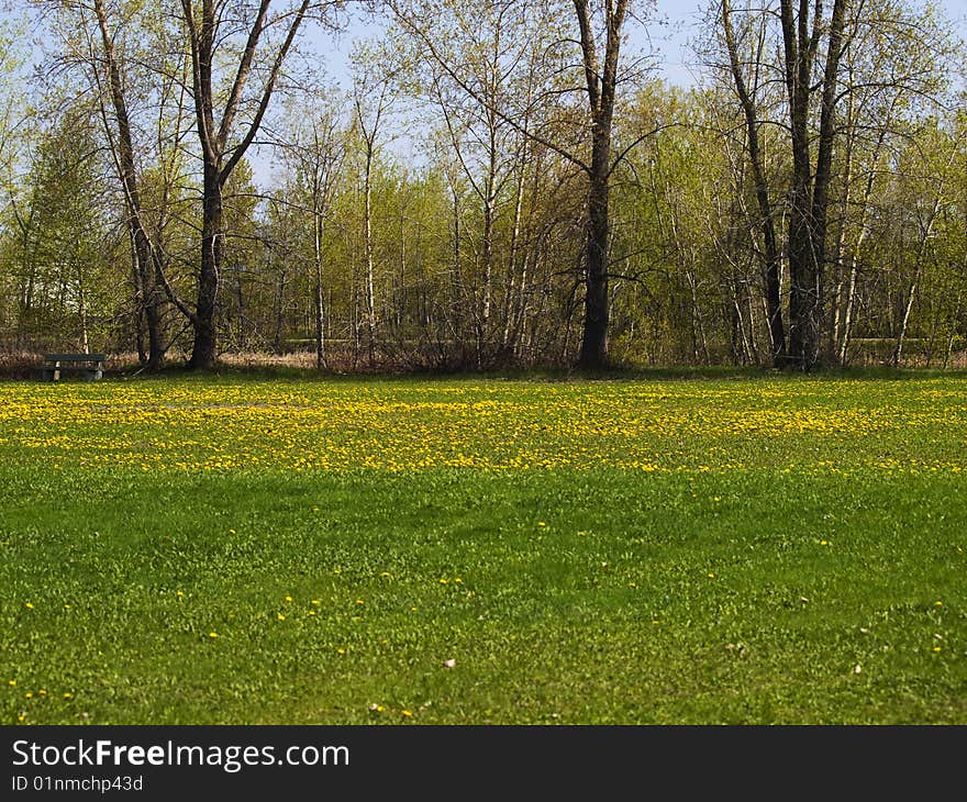 Beautiful meadow with flower and tree in a park. Beautiful meadow with flower and tree in a park