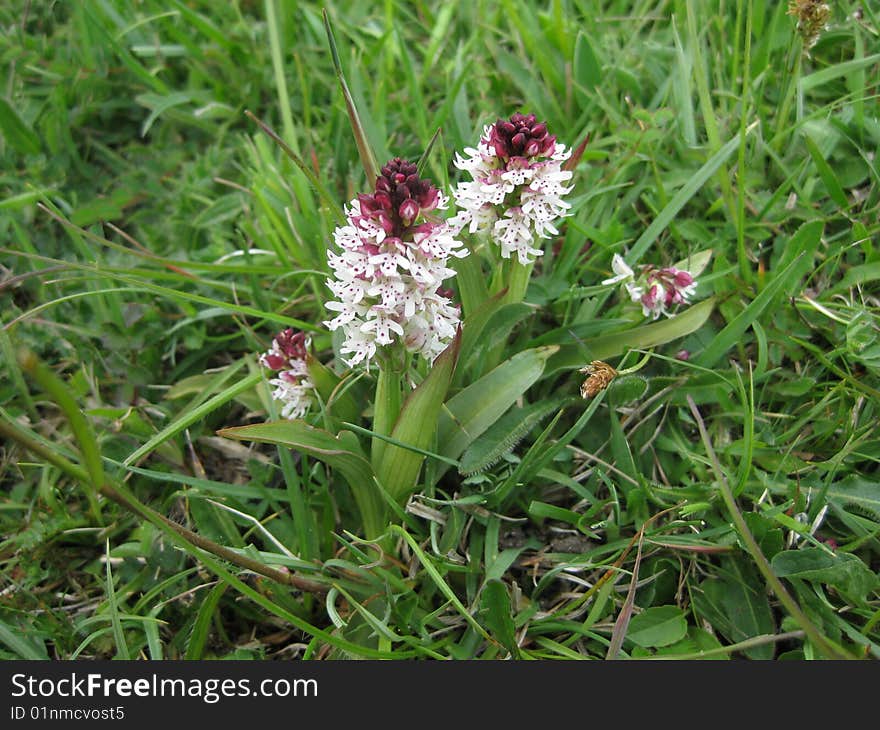 Burnt Orchid - a rare, decreasing and endangered orchid growing on the chalk downlands of West Sussex England.