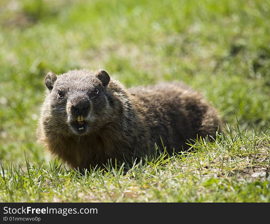 Open Mouth Marmot