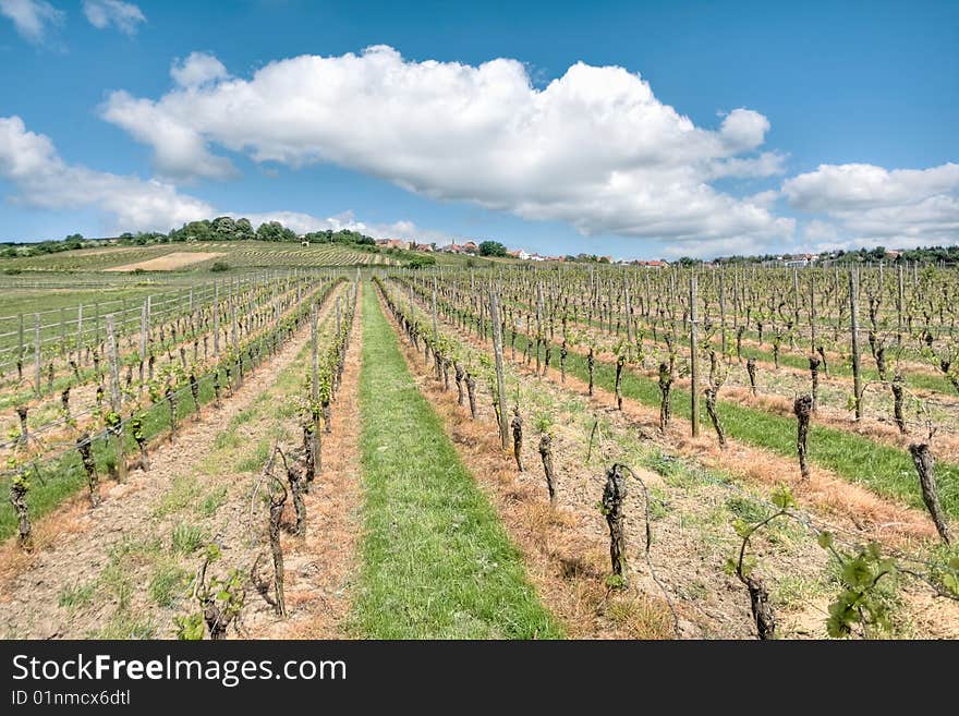 Rows of cultivated Riesling grape vines in a vineyard in the Rheinland Pfalz area of Germany