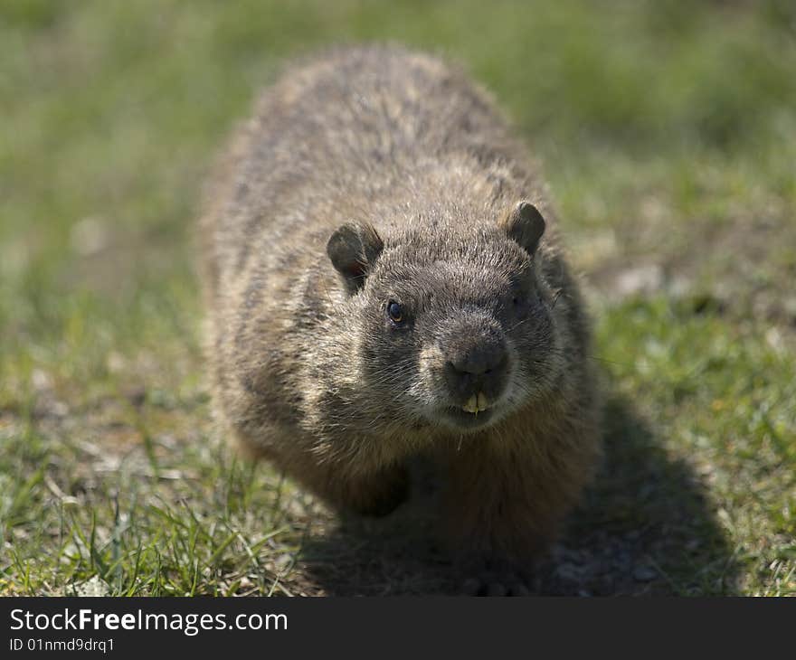 Walking Marmot