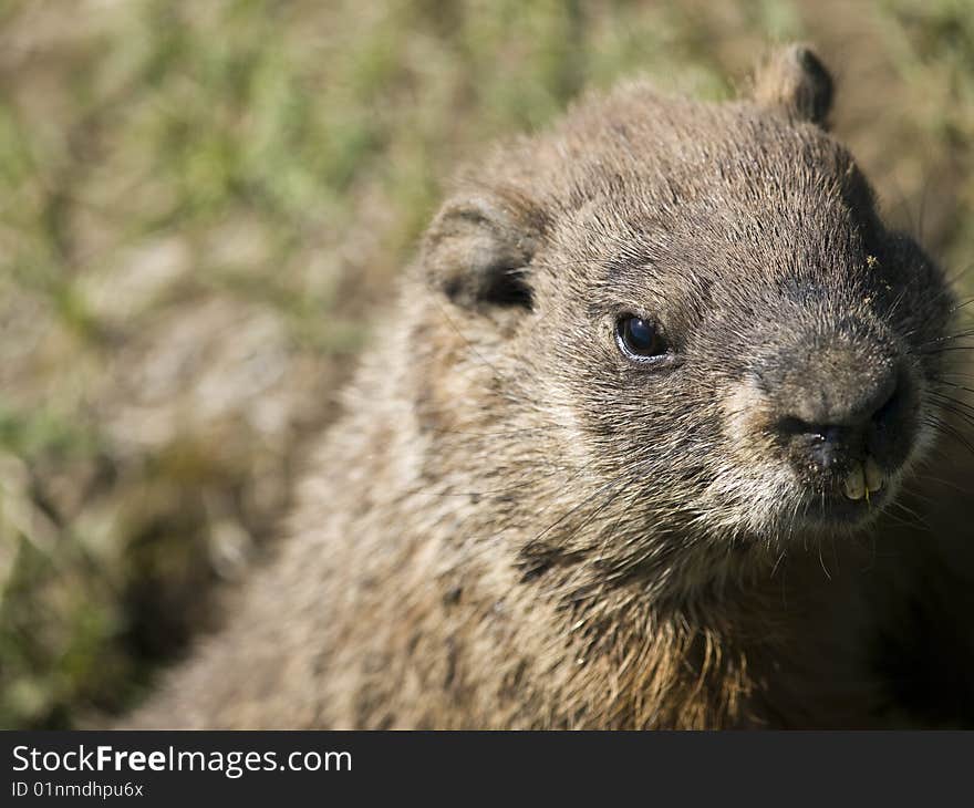 Sweet marmot looking