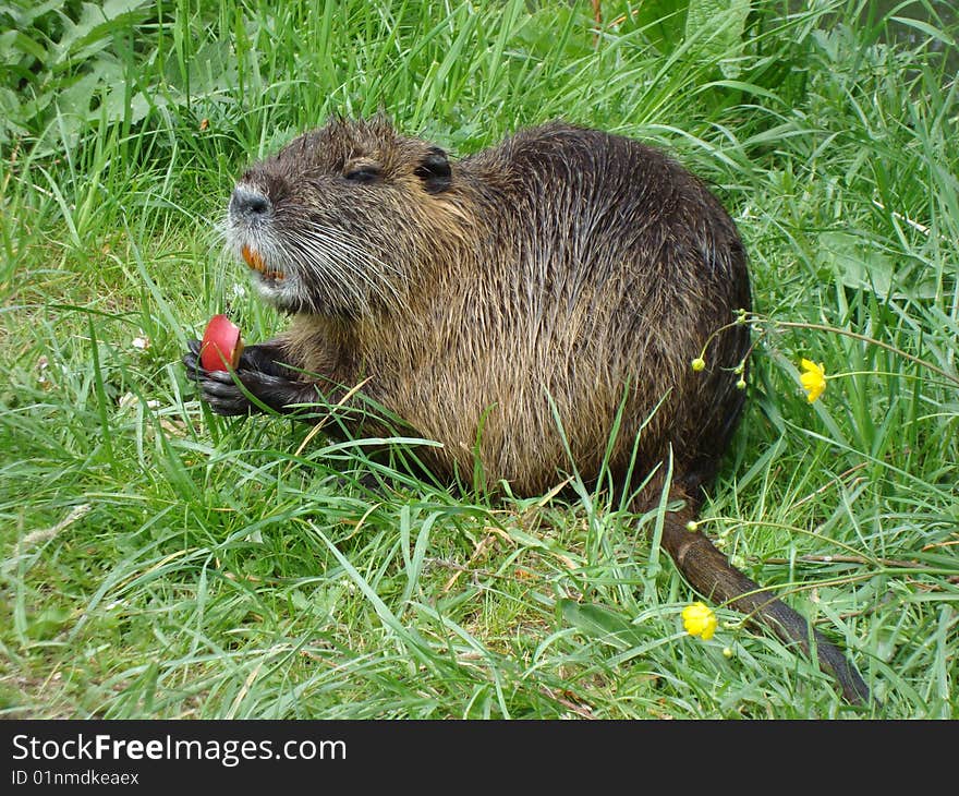 In the village by the river live nutria family ... they are fearless and spoiled ... love apples and dry bread