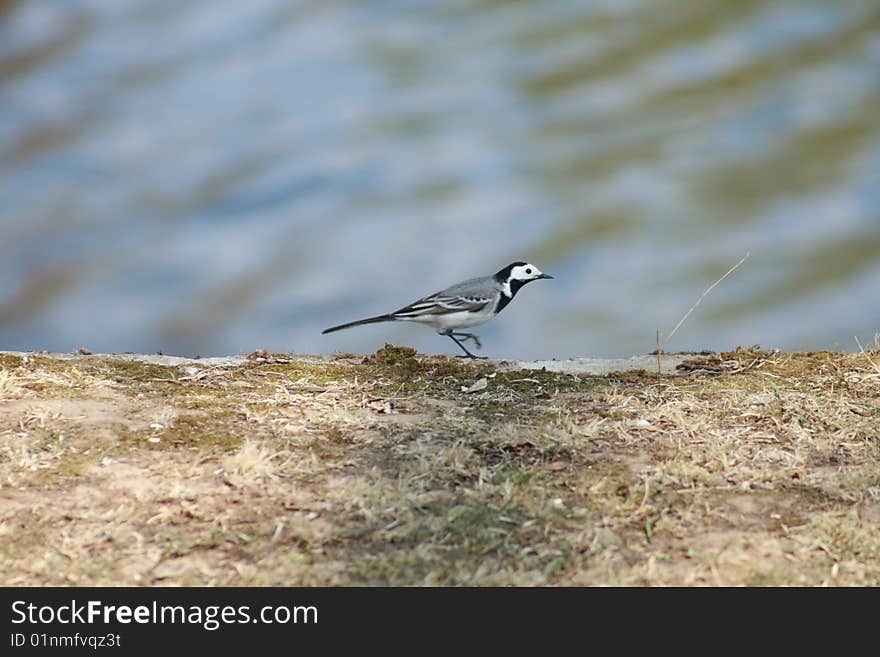 Wagtail