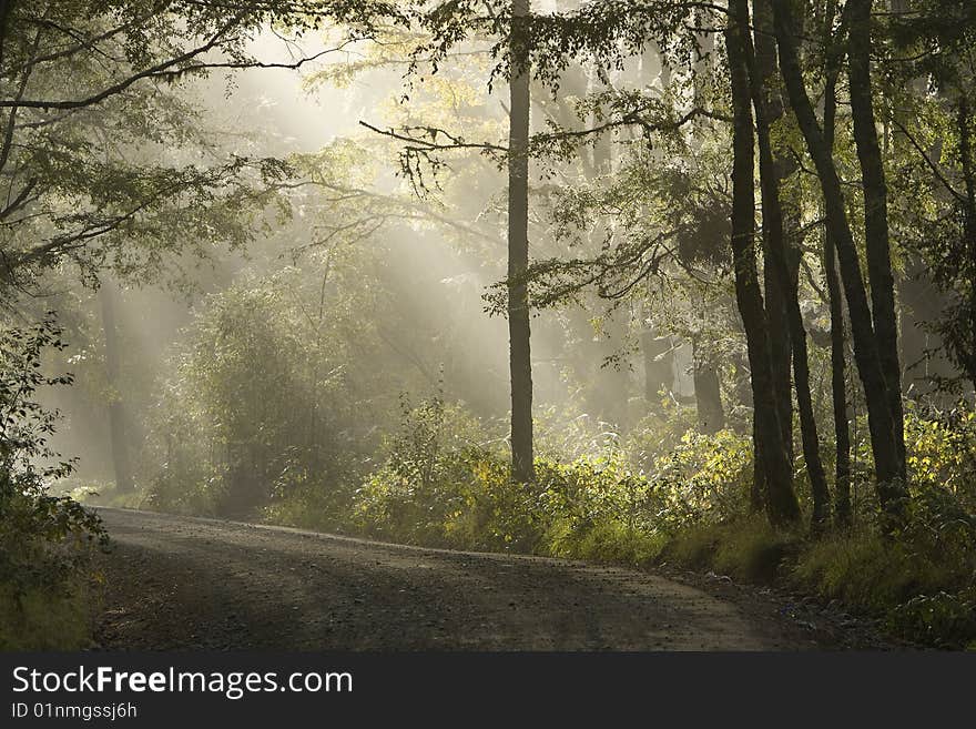 Rays of sun coming trow the misty forest. Rays of sun coming trow the misty forest