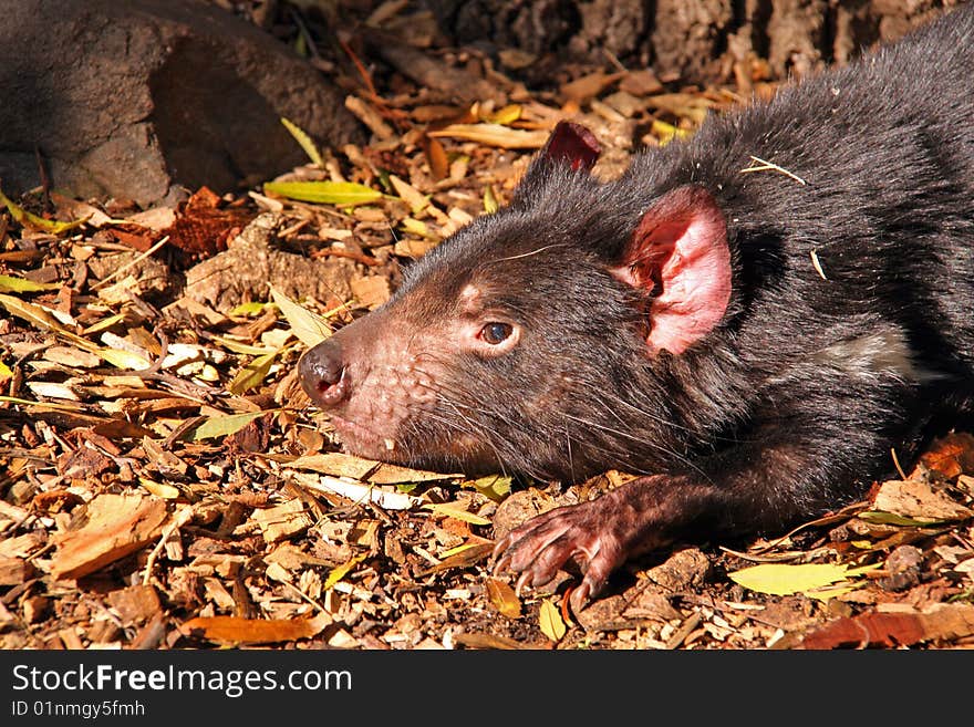 Tasmanian Devil, Australia