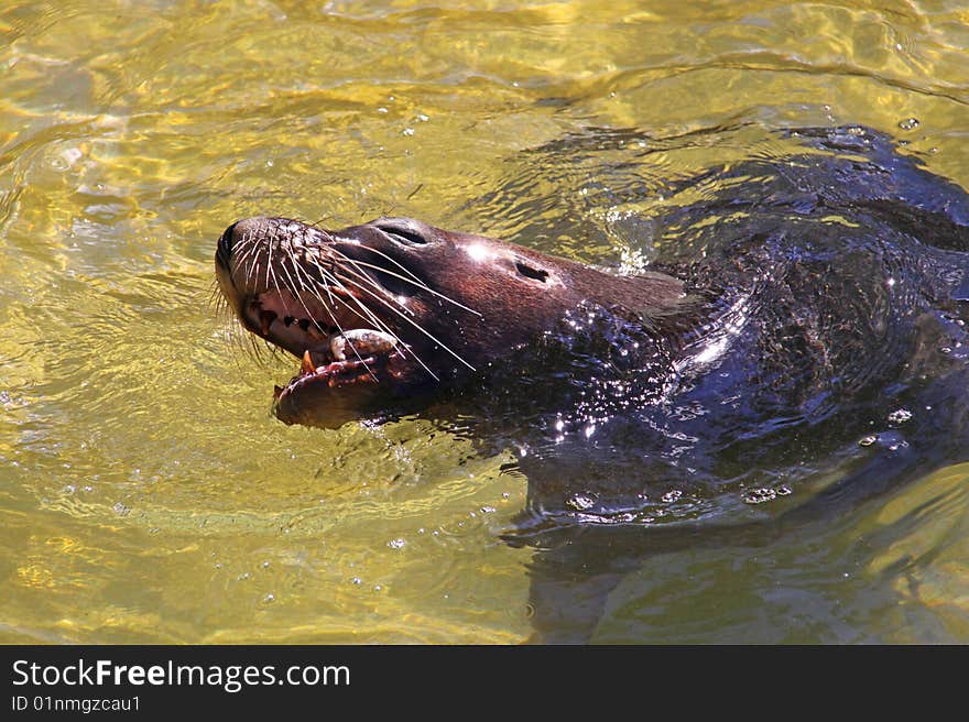 Australian Sea-Lion eating a Fish