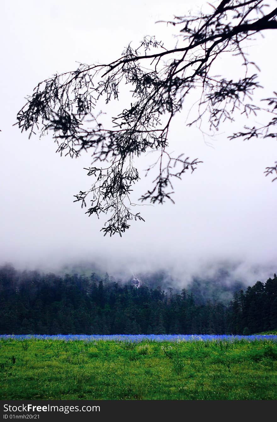 3240 meters above sea level, is a spruce forest, hidden in the original the great lawn. at the Yulong Snow mountain peak in the lower right corner. 3240 meters above sea level, is a spruce forest, hidden in the original the great lawn. at the Yulong Snow mountain peak in the lower right corner