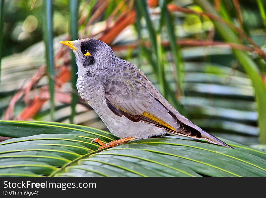 Noisy Miner Bird - Australian Native Honeyeater