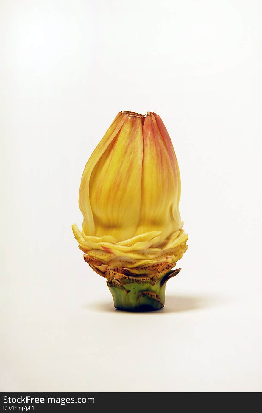 Artichoke