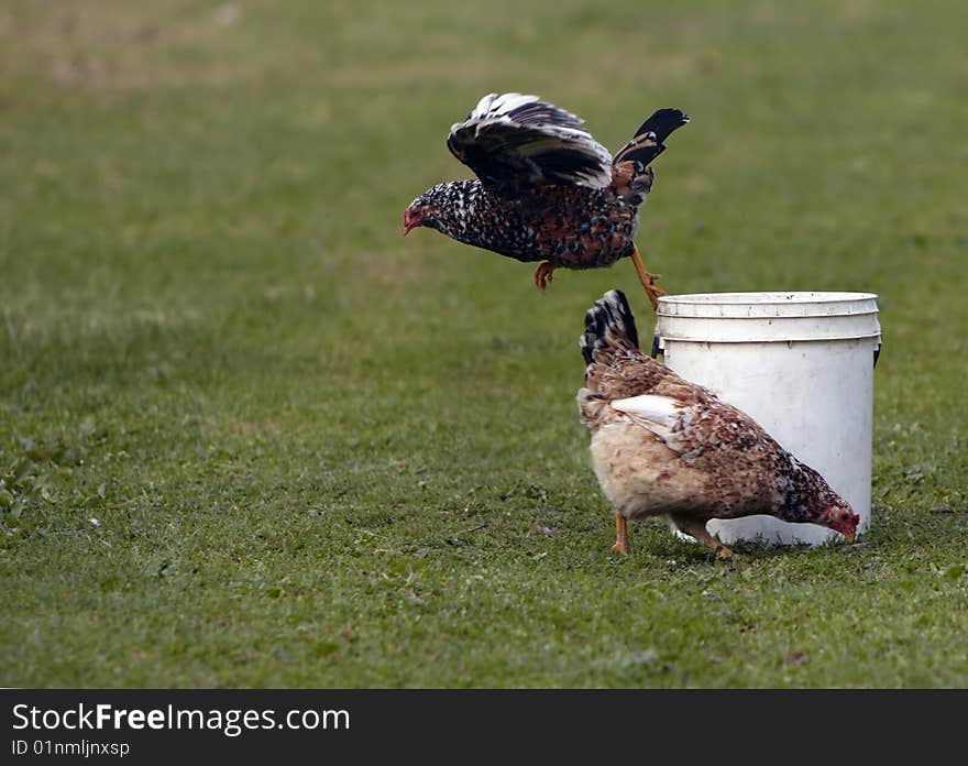 Two Chicken one jump