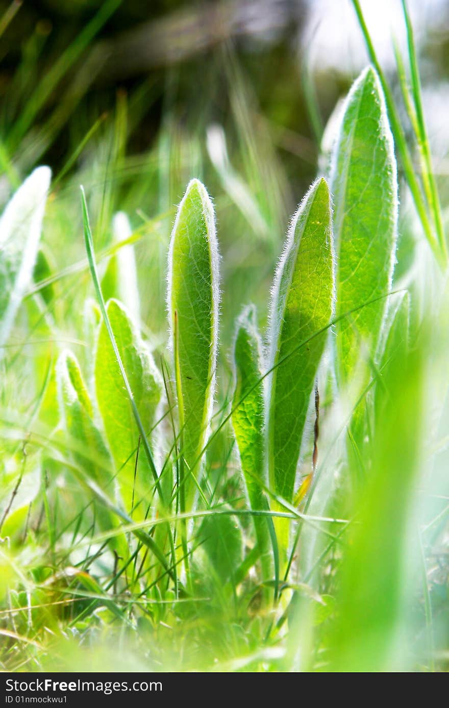 Close up of green grass