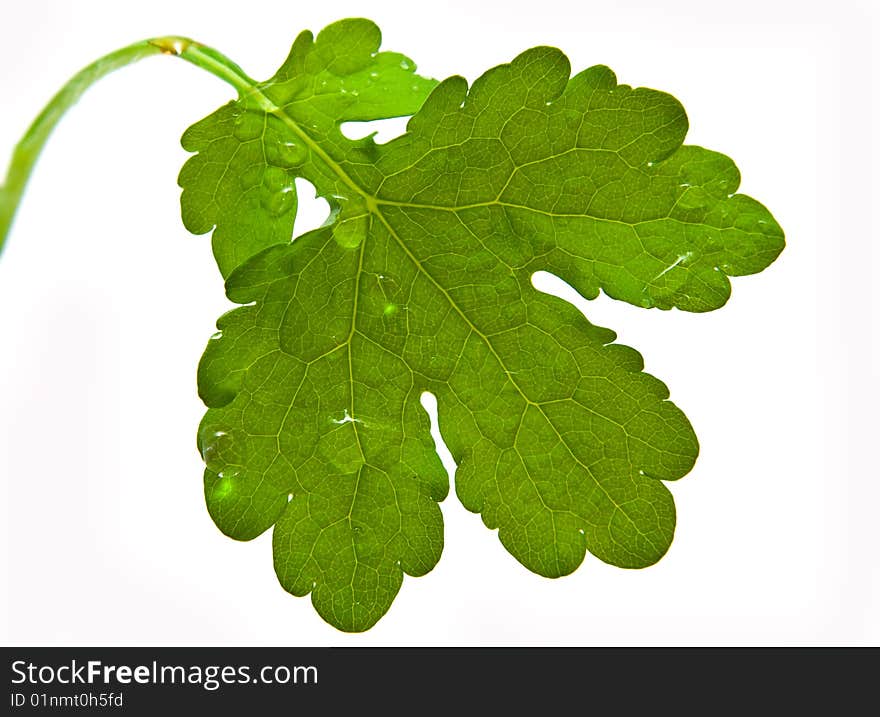 Green sheet on a white background