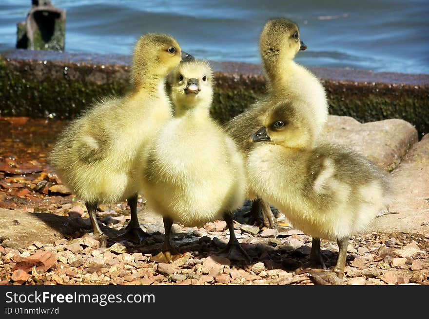 A gaggle of cute Greylag goslings standing near the water. A gaggle of cute Greylag goslings standing near the water.