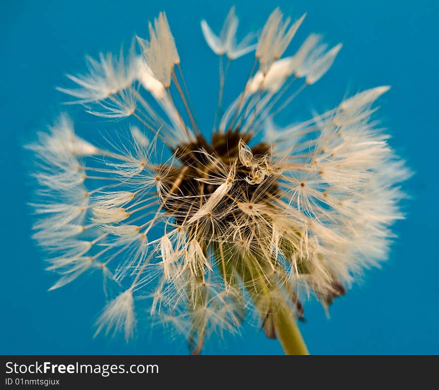 Fluffy dandelion