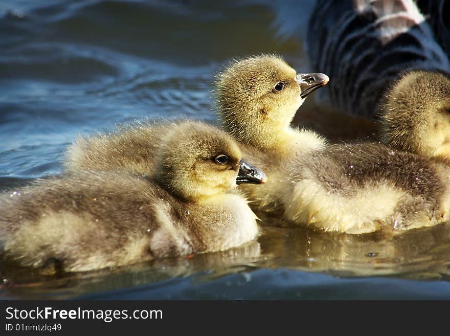 A Gaggle Of Greylag Goslings