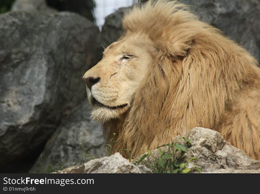 Lion head which is taking the sun