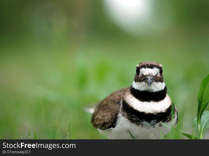 A female killdeer bird stands low near her nest and is prepared to defend her eggs.