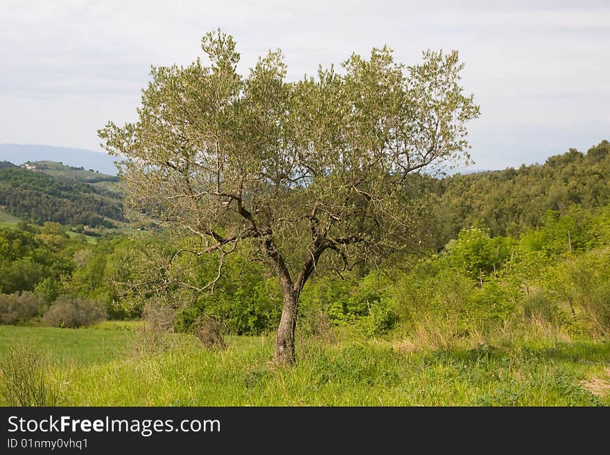 Photo of umbria ulivo three