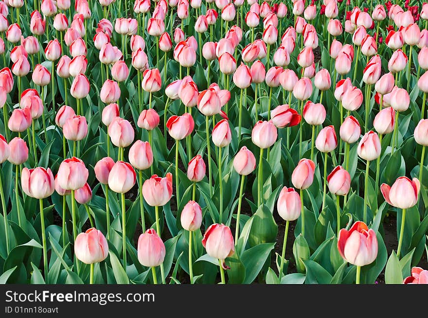 Beautiful tulip bud on flowerbed. Beautiful tulip bud on flowerbed