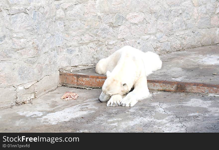 Polar bear doesn't want to eat meat. Polar bear doesn't want to eat meat