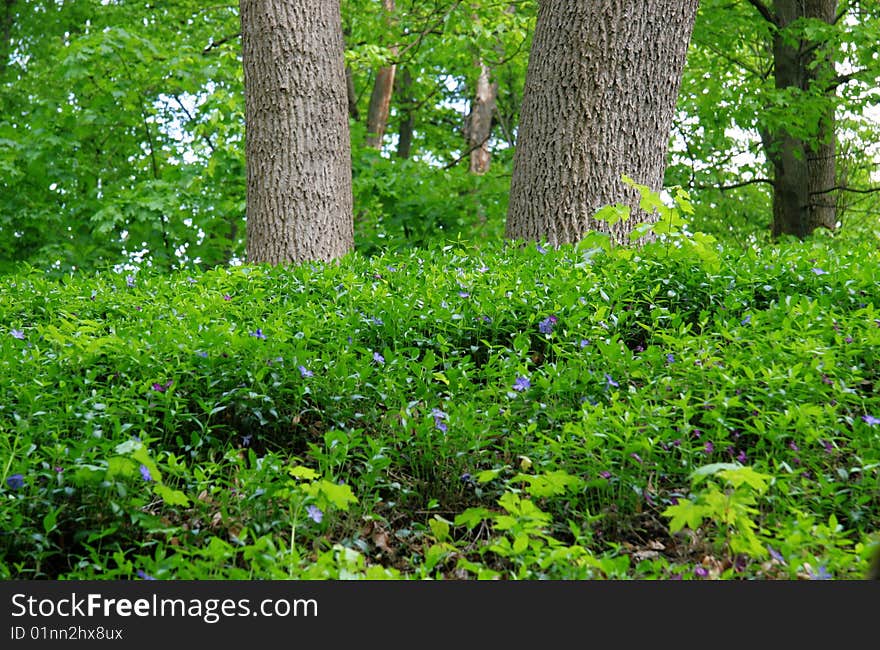 Spring flowers on the fringe of the forest