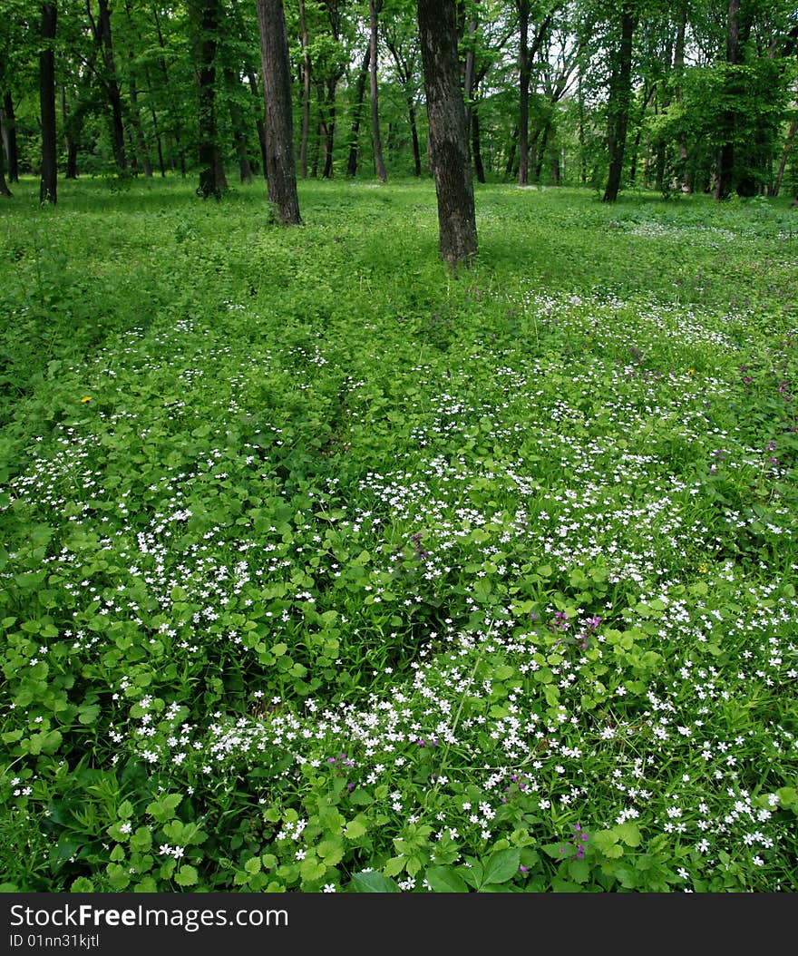 Spring flowers