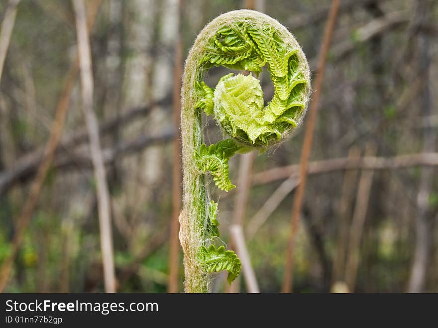 Unfurling Fern