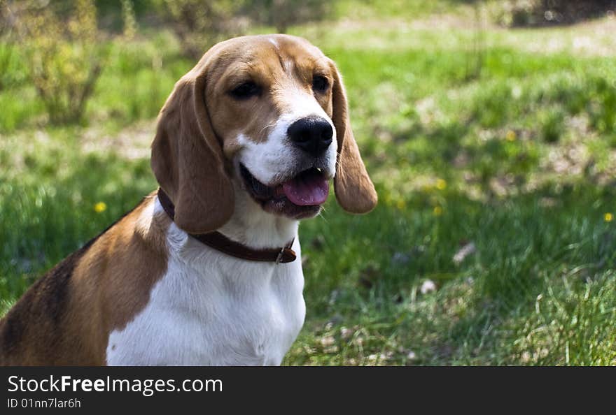 Dog on field in spring