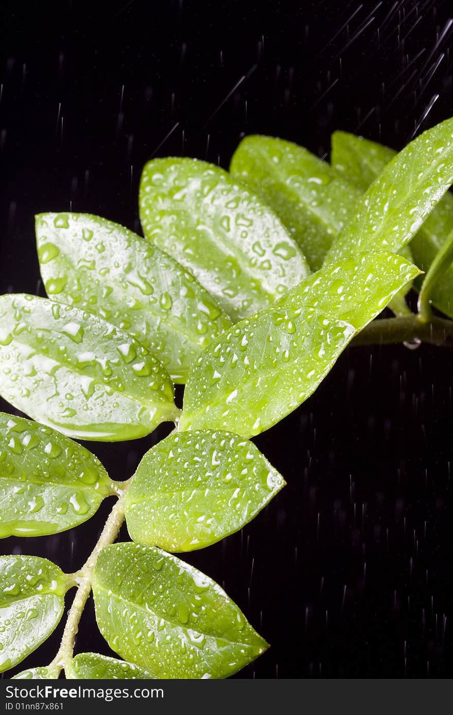 Fresh Water Drops on Green Plant Leaf. Fresh Water Drops on Green Plant Leaf