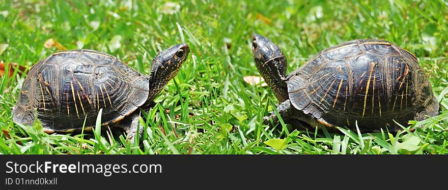 Two turtles in green grass. Two turtles in green grass