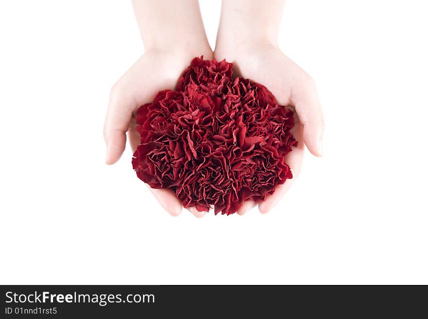 Giving bouquet of carnation on white background. Giving bouquet of carnation on white background