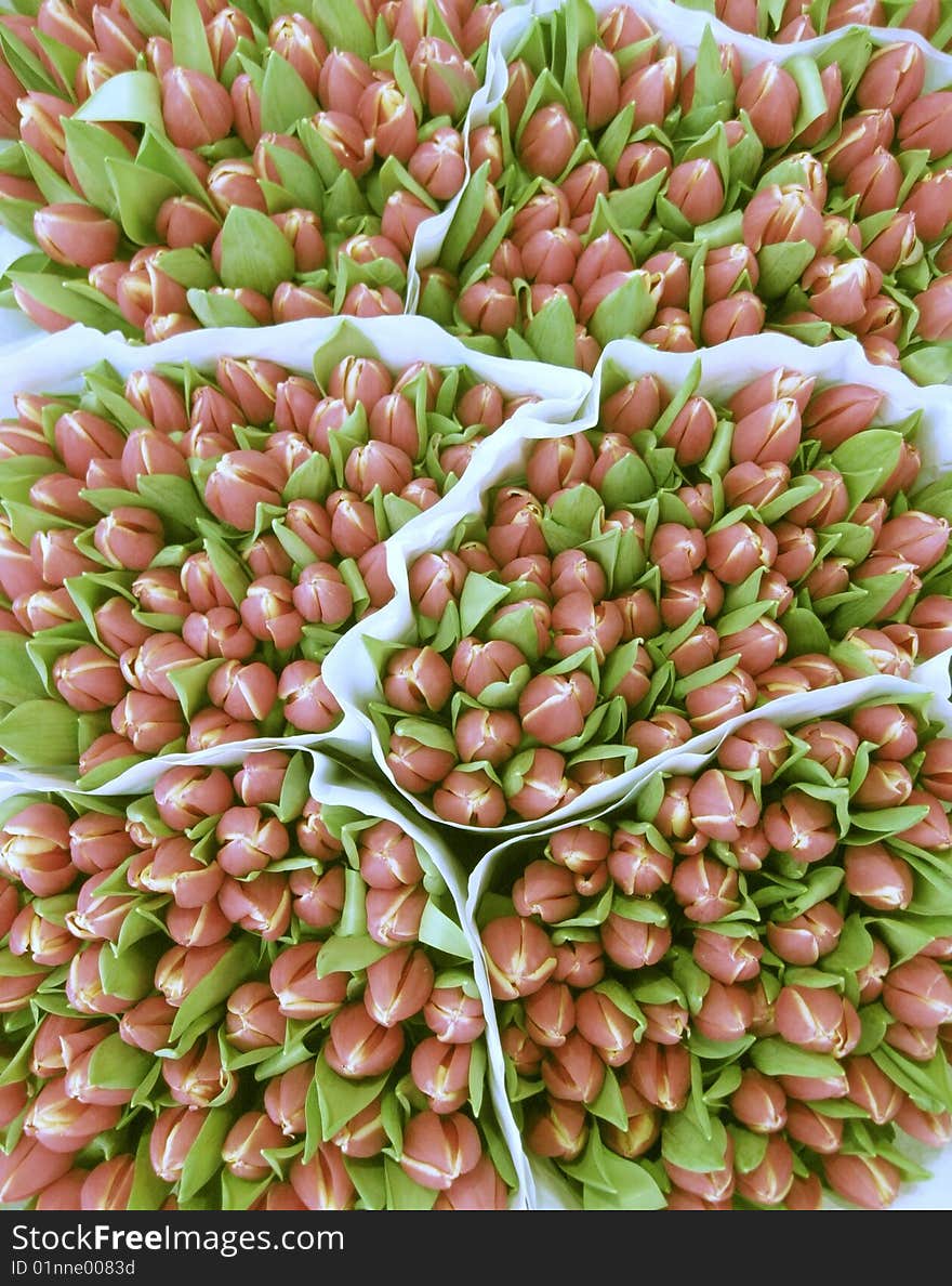 Big bunches of Dutch tulips. Big bunches of Dutch tulips