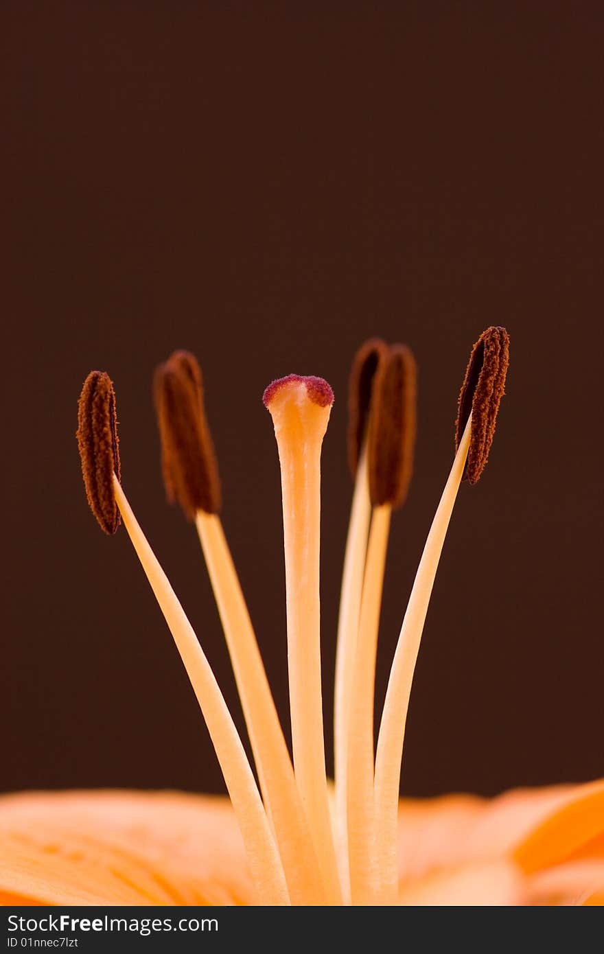 Close-up of a lily flower on brown background