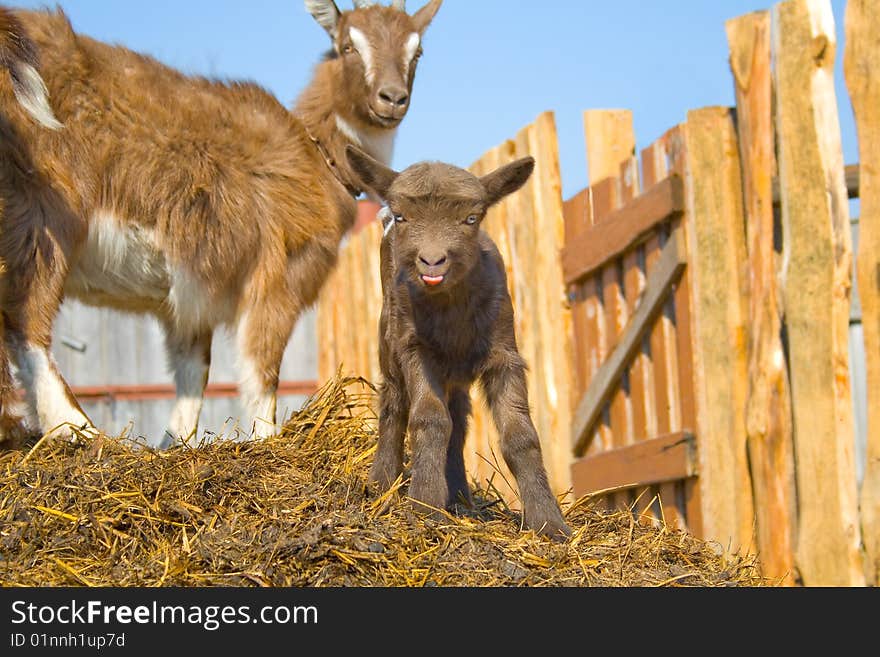 The young  goatling on ranch. The young  goatling on ranch.