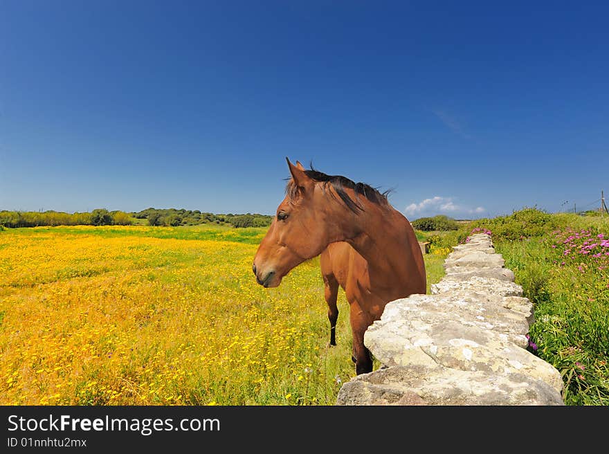 Brown horse on a beautiful meadow