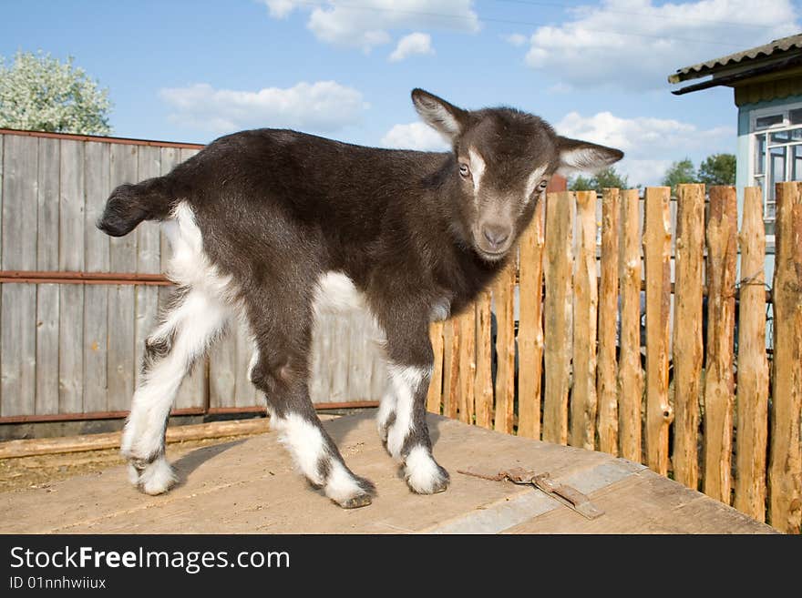 The young  goatling.